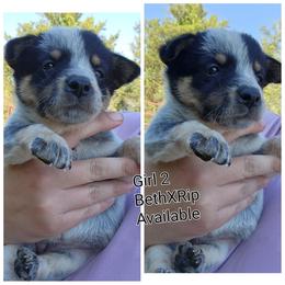 Girl 2 - Blue female Australian Cattle Dog puppy in Bradford, Arkansas from Cedar Rock Heelers and Kelpies