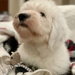 Old English Sheepdog Puppies from Cotufas