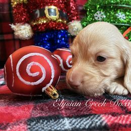 Hans - Cream male Dachshund puppy in Janesville, California from Elysian Creek Doxies