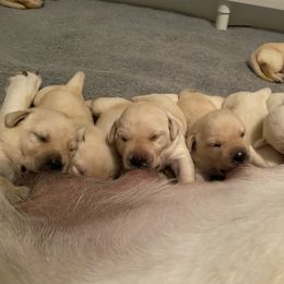 Labrador Retriever Puppies from Tobyan Labradors