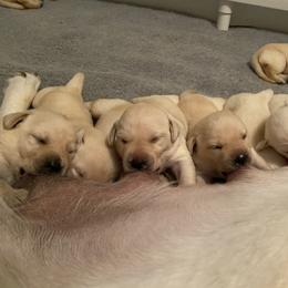 Labrador Retriever Puppies from Tobyan Labradors