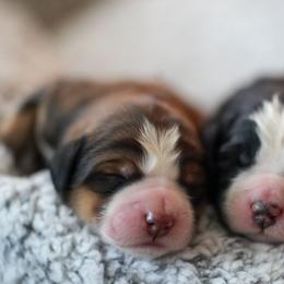 Bernedoodle puppies from KEE Bernedoodles