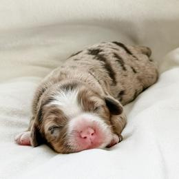 Honey - Munchkin Bernedoodle - Chocolate merle female Bernedoodle puppy in Sharpsburg, Georgia from Steindoodles