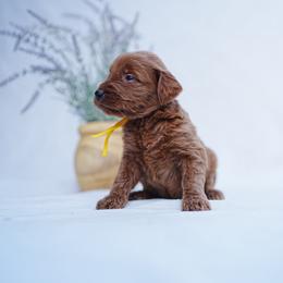 Yellow collar - Red  female Goldendoodle puppy in Spokane, Washington from Doodle Love