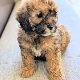 Fester - Sable male Cavapoo puppy in Sparta, Missouri from Sis' Doodles & Poodles