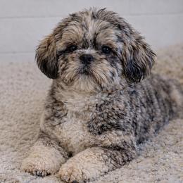 King - Shih Tzu