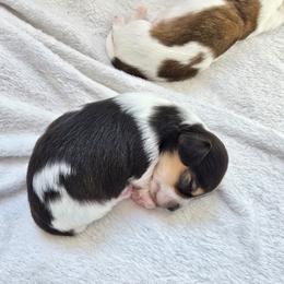 Minnie - Piebald female Dachshund puppy in North Waterboro, Maine from Poole Family Miniature Dachshunds