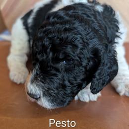 Pesto - Black and white male Sheepadoodle puppy in Berwick, Pennsylvania from Wright’s Wiggle Butts