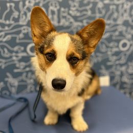 Rico - Pembroke Welsh Corgi