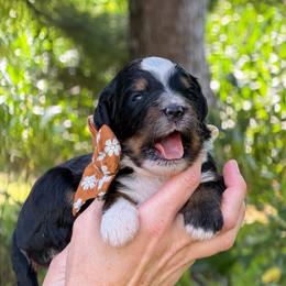 Kie - Tri-color female Bernedoodle puppy in Bellville, Ohio from Bernedoodle Buddies