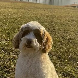 Olive - Australian Labradoodle