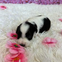 Angelica - Parti female Miniature Schnauzer puppy in Clover, South Carolina from Bobo’s Babies Kennels