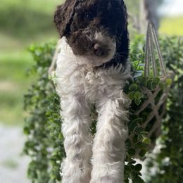 Goldendoodle and Poodle Puppies from The Poodle Plantation