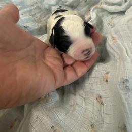 Ripp - Black and white male Bernedoodle puppy in Willacoochee, Georgia from Kitandkboodle's Doodles