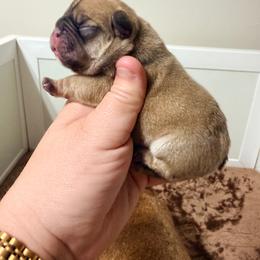 Odin - Fawn male French Bulldog puppy in Washington, Pennsylvania from Crooked Pine French Bulldogs