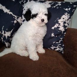 Wassail - Black and white female Bernedoodle puppy in Fort White, Florida from Jade