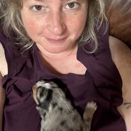 Australian Shepherd Puppies from Frozen Nort Aussies
