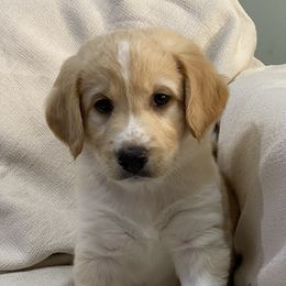 Boy 1: Sandy - Cream Companion Cross puppy in Arlington, Virginia from The Bosun Dog Project