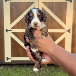 Finn - Tri-color male Bernedoodle puppy in Greenville, Texas from Doodles of Promise