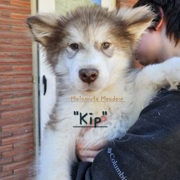 Kip - Alaskan Malamute puppy in Washington from Malamute Meadow