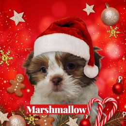 Marshmello - Red and white male Shih Tzu puppy in Arizona from Shihtzucircusaz