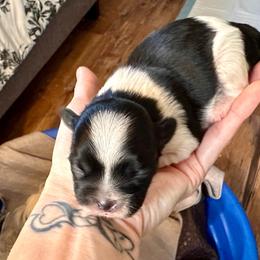 Boy 1 - Black and white male Shih Tzu puppy in Stroud, Oklahoma from Laik’s Little Shihtz & Poms