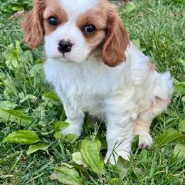 Clover - Blenheim female Cavalier King Charles Spaniel puppy in Macomb, Missouri from Hunter's Puppies