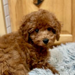 Caramello - Red  Poodle puppy in Martinsburg, Pennsylvania from Susan's Poodles Plus