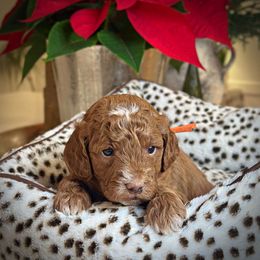 Orange Collar Boy - Red  male Poodle puppy in Modesto, California from Dry Creek Poodles
