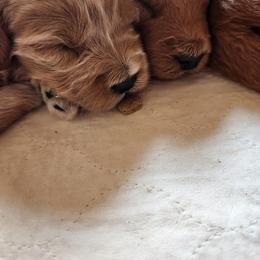 Goldendoodle Puppies from Glitzy Goldendoodles