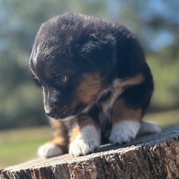 Butternut - Black tri female Miniature Australian Shepherd puppy in Granbury, Texas from Jubilee Acres