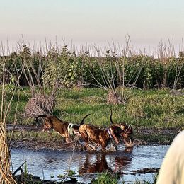 Catahoula Leopard Dogs from Lazy 44 Catahoulas