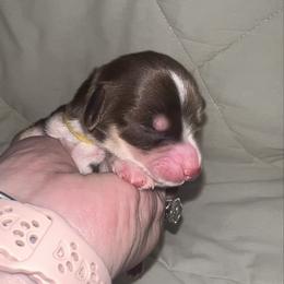 Butterfingers - Chocolate and cream male Dachshund puppy in Miami, Florida from Maitime Dachshund
