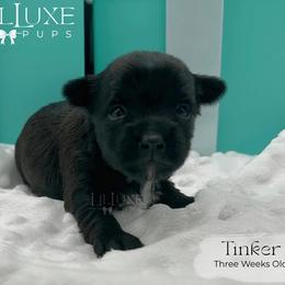 Tinker - Black and tan female Yorkshire Terrier puppy in Scottsdale, Arizona from Lil Luxe Pups