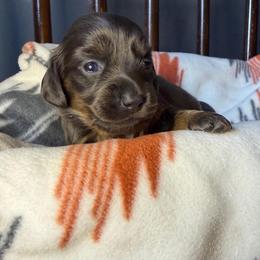 Cinder - Blue and tan female Dachshund puppy in Washburn, Tennessee from Broken Arrow Miniature Dachshunds