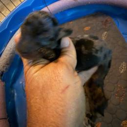 Silver - Dapple male Dachshund puppy in South Haven, Kansas from Keen's Dachshunds