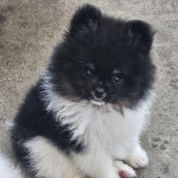 Terance - Black parti male Pomeranian puppy in Laredo, Texas from SASH Poms