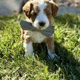 Oakley (Black) - Cream male Goldendoodle puppy in St. George, Utah from Dashing Doodle Pups