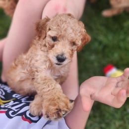 Red Hot - Apricot female Poodle puppy in South Willard, Utah from Burge Family Poodles