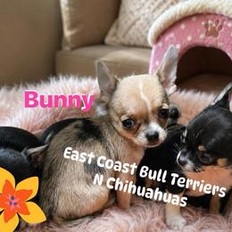 Bunny - Merle female Chihuahua puppy in Kannapolis, North Carolina from East Coast Bull Terriers N Chihuahuas