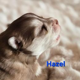 Haxel - Red and white female Pomsky puppy in Coatesville, Pennsylvania from Peaceful Pomskys