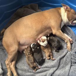 A. Red Female - Red female Boston Terrier puppy in Mc Donough, Georgia from Ballard Boston Terriers