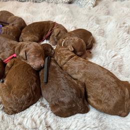 4th Male - Red  male Poodle puppy in Nicholasville, Kentucky from Lexington Poodle Company