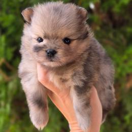 Potato - Orange sable male Pomeranian puppy in Brighton, Colorado from POMS OF CBBK