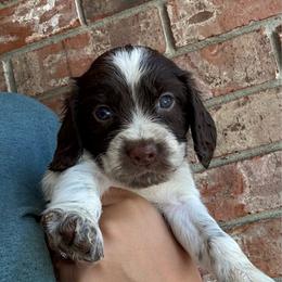 Cascade - Liver white and roan female English Springer Spaniel puppy in Pensacola, Florida from LeichtHouse Kennel