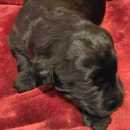 Destiny black girl - Black female Labradoodle puppy in Churchill County Fallon, Nevada from Card Family Ranch