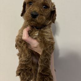 Poodle Puppies from Lady Mae's Standard Poodles