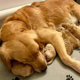 Golden Retriever Puppies from Elevation Retrievers