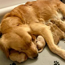 Golden Retriever Puppies from Elevation Retrievers