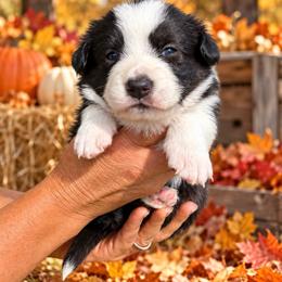 Pearl - Black and white female Cardigan Welsh Corgi puppy in Kerens, West Virginia from Leather & Lace